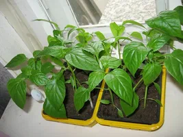 نشا فلفل دلمه‌ ای مقاوم به بیماری‌ ها